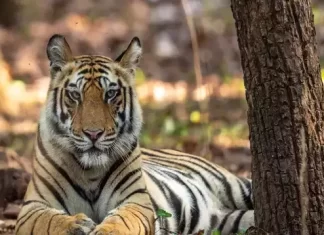 Why Winter is the Best Time for Jungle Safaris in Nagpur Jungle safari nagpur