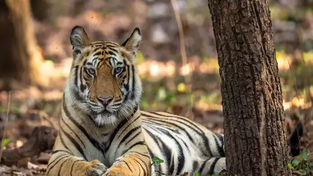 Why Winter is the Best Time for Jungle Safaris in Nagpur